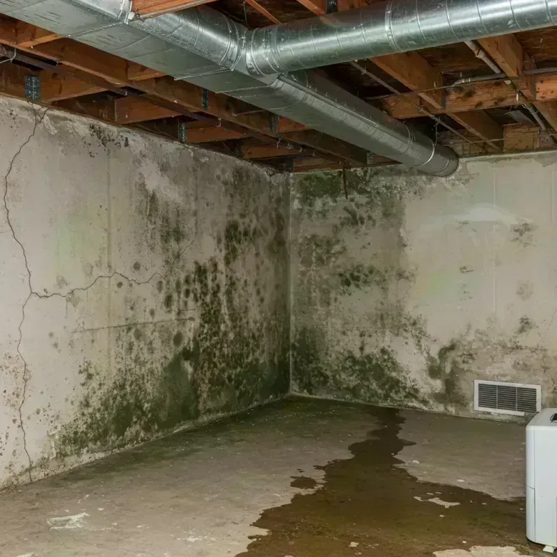 Professional Mold Removal in Montgomery, WV